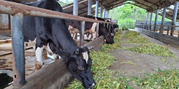 Sapi perah di UPT Pembibitan dan Pengolahan Hasil Ternak. Foto: Aisyah Nawangsari Putri