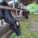 Sapi perah di UPT Pembibitan dan Pengolahan Hasil Ternak. Foto: Aisyah Nawangsari Putri