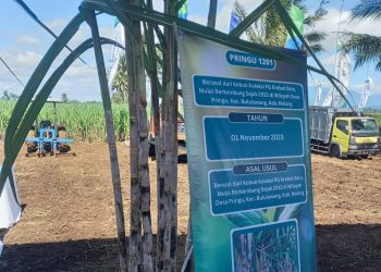 Tebu pringu, varietas unggulan di Kabupaten Malang. Foto: Aisyah Nawangsari Putri