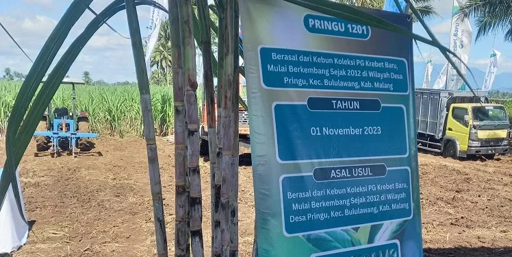 Tebu pringu, varietas unggulan di Kabupaten Malang. Foto: Aisyah Nawangsari Putri