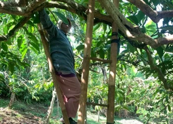 Petani kopi