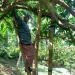 Petani kopi