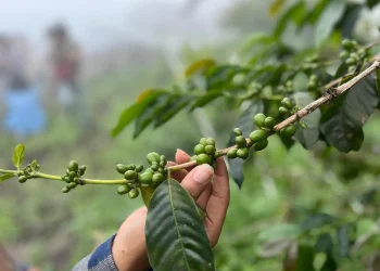 Kopi