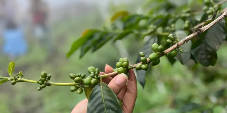 Kopi