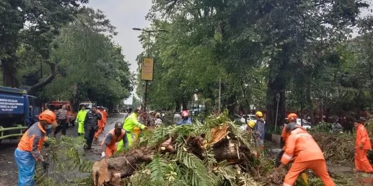 Antisipasi pohon tumbang