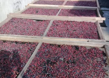 Kopi merah jambuwer. Dok buari untuk tugumalang.id