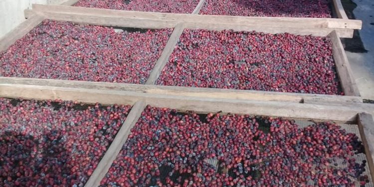 Kopi merah jambuwer. Dok buari untuk tugumalang.id