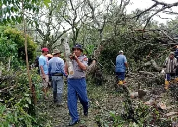 Penanganan petugas di lokasi kejadian pohon tumbang. Foto: BPBD Kota Batu