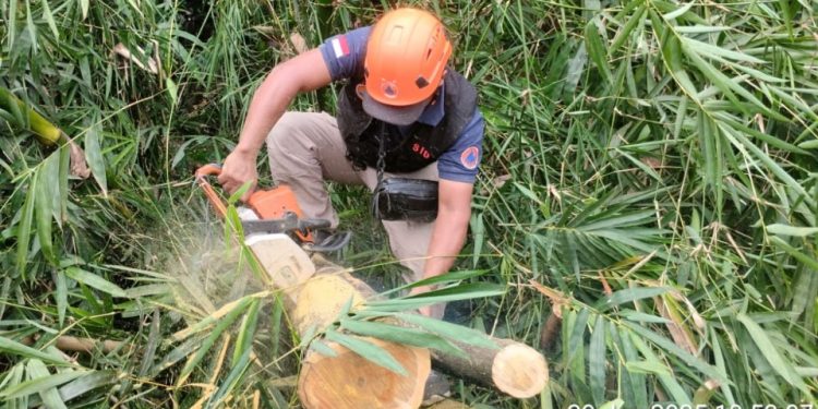 Petugas memotong pohon yang tumbang di Singosari. Foto: BPBD Kabupaten Malang