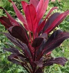 Tanaman flora Andong. Foto/Pinterest