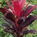 Tanaman flora Andong. Foto/Pinterest