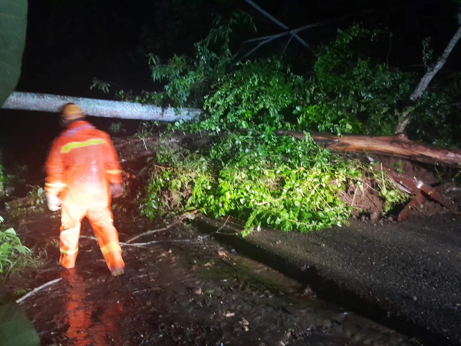 Pohon tumbang di Gunung Geger. Foto: BPBD Kabupaten Malang