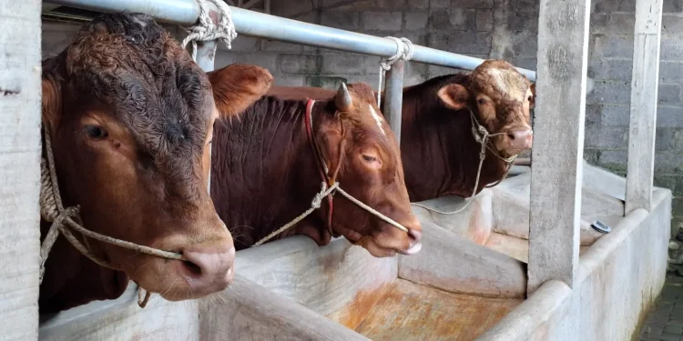 Sapi potong milik peternak di Kecamatan Pakis. Sedang marak wabah PMK. Foto: Aisyah Nawangsari Putri