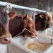 Sapi potong milik peternak di Kecamatan Pakis. Sedang marak wabah PMK. Foto: Aisyah Nawangsari Putri