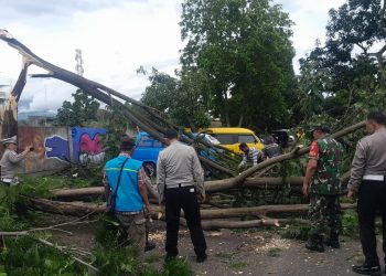 Petugas mengevakuasi pohon tumbang di Kota Malang. (Foto/dok. warga)