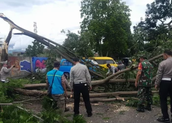 Petugas mengevakuasi pohon tumbang di Kota Malang. (Foto/dok. warga)