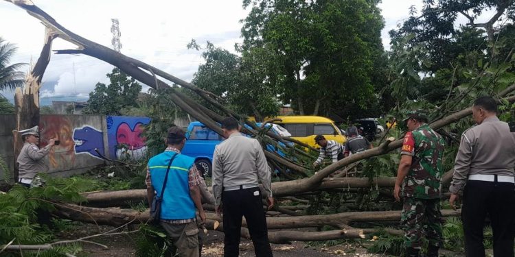 Petugas mengevakuasi pohon tumbang di Kota Malang. (Foto/dok. warga)