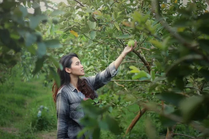 Wisata petik buah Kusuma Agrowisata./Foto: Google Review Kusuma Agrowisata.