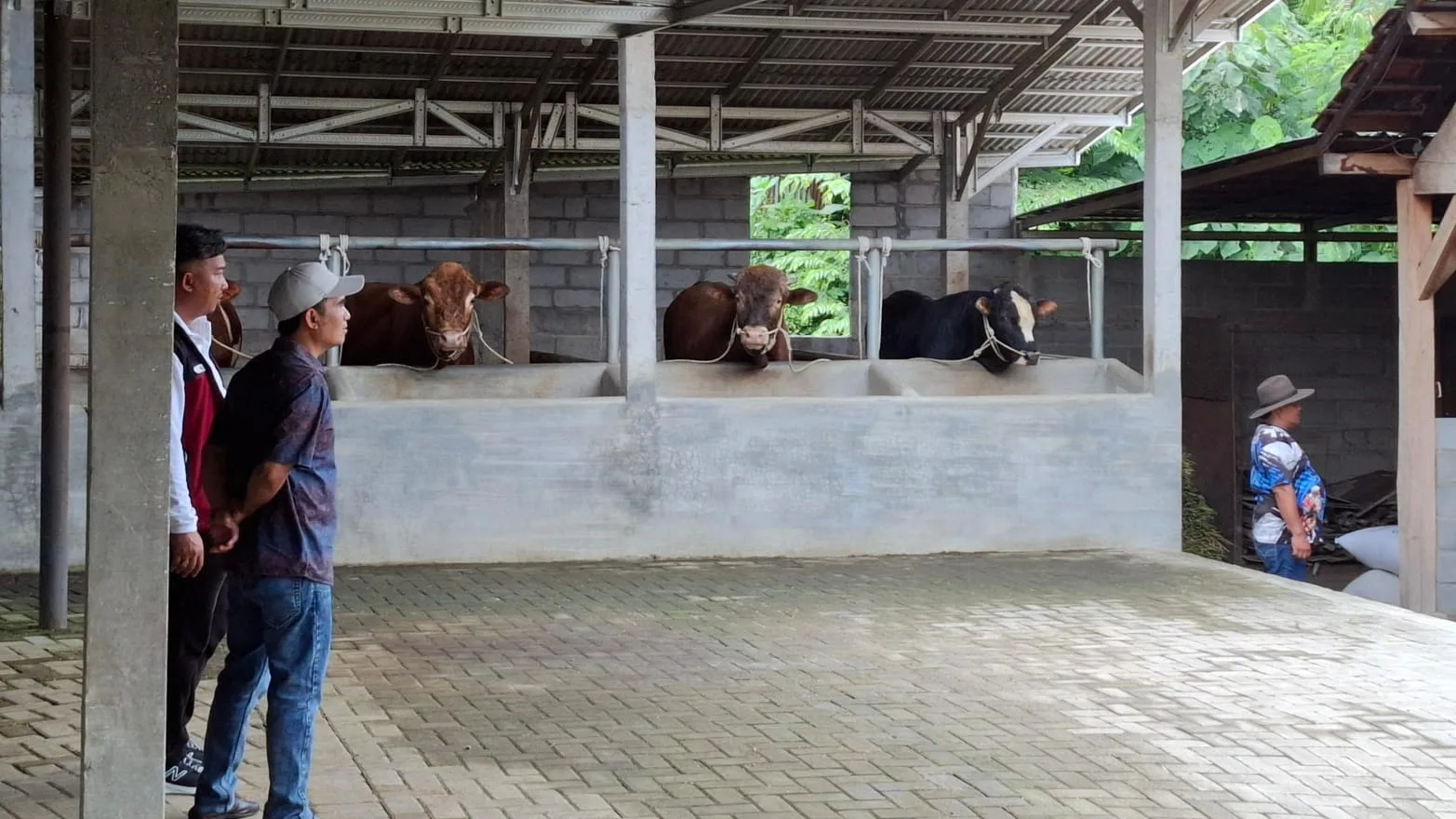 Kebersihan kandang sapi berpengaruh pada penyebaran virus PMK. Foto: Aisyah Nawangsari Putri
