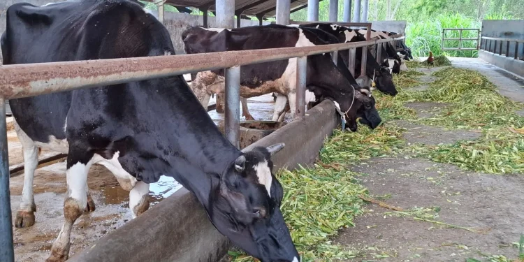 Ilustrasi sapi perah yang terdampak penyakit PMK. Foto: Aisyah Nawangsari Putri