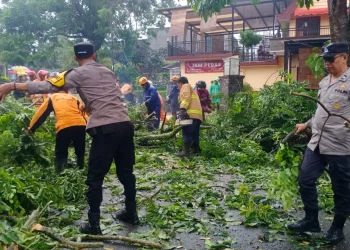 Penanganan pohon tumbang yang terjadi di 4 titik Kota Batu, mulai timpa mobil hingga rumah eks Kadinkes. Foto: BPBD Kota Batu