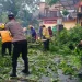 Penanganan pohon tumbang yang terjadi di 4 titik Kota Batu, mulai timpa mobil hingga rumah eks Kadinkes. Foto: BPBD Kota Batu