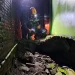 Penanganan petugas pasca kejadian tanah amnles yang membuat tembok pagar SDN Tulungrejo roboh. Foto: BPBD Kota Batu