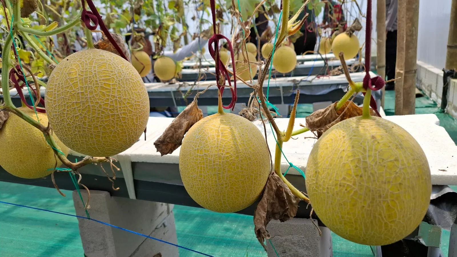 Melon Bumdes