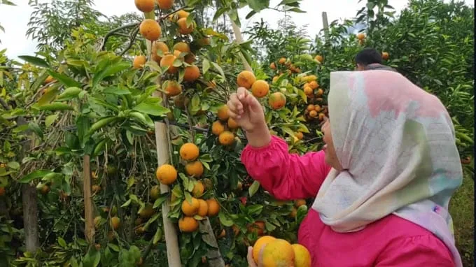 Wisata Agro Petik Jeruk./Foto: Google Review/Koes Tio.