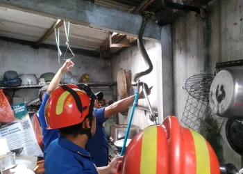 Patugas Damkar mengevakuasi ular piton yang masuk ke rumah warga. (Foto/dok. UPT Damkar Kota Malang)