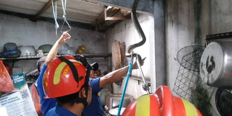 Patugas Damkar mengevakuasi ular piton yang masuk ke rumah warga. (Foto/dok. UPT Damkar Kota Malang)