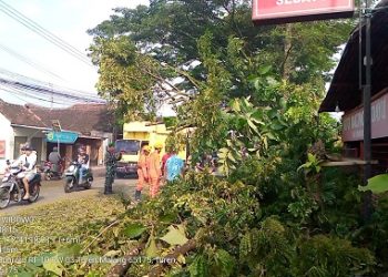Lokasi pohon tumbang di Turen. Foto: BPBD Kabupaten Malang