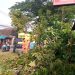 Lokasi pohon tumbang di Turen. Foto: BPBD Kabupaten Malang