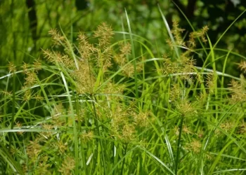 Rumput teki, salah satu bunga liar yang banyak manfaatnya. Foto/Pinterest