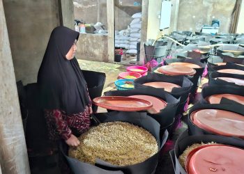 Yati menunjukkan taoge yang ia produksi. Foto: Aisyah Nawangsari Putri