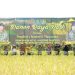 Divif 2 Kostrad gelar panen raya di Sumberpucung. Foto: Divif 2 Kostrad