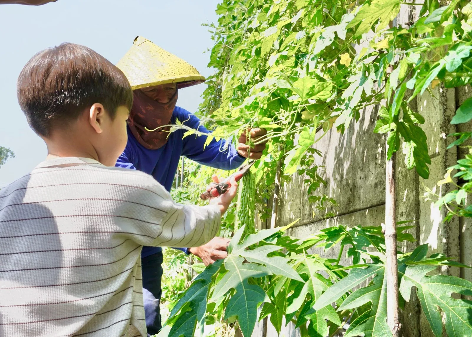 Harvesting Grand Mercure Malang Mirama. Foto/dok