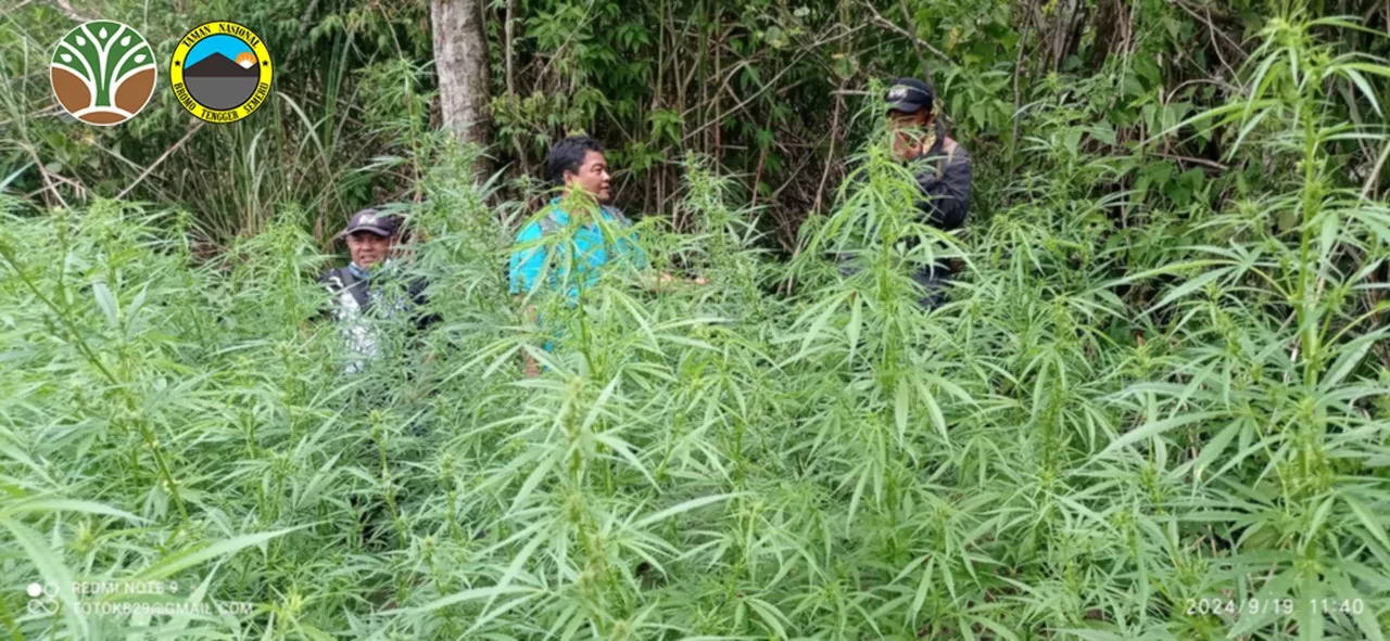 Lokasi penemuan ladang ganja di sekitar Gunung Semeru. (Foto/dok. TNBTS)