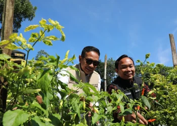 Wali Kota Malang,Wahyu Hidayat,Lahan Pertanian,Ramadan - Jelang Lebaran 2025, Wali Kota Malang Pastikan Stok Cabai dan Telur Aman