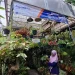 Kios milik Citra di Pasar Bunga Bratang Surabaya dengan banner Agen BRILink. Foto: Aisyah Nawangsari Putri