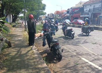Dahan pohon tumbang