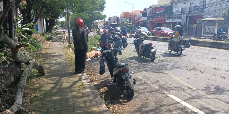 Dahan pohon tumbang