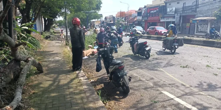 Dahan pohon tumbang