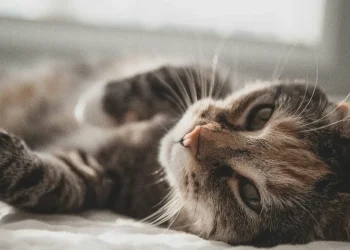 kucing