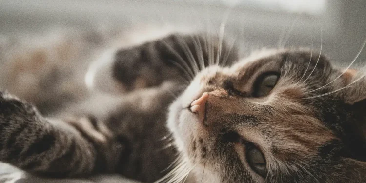 kucing