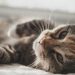 kucing