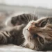 kucing