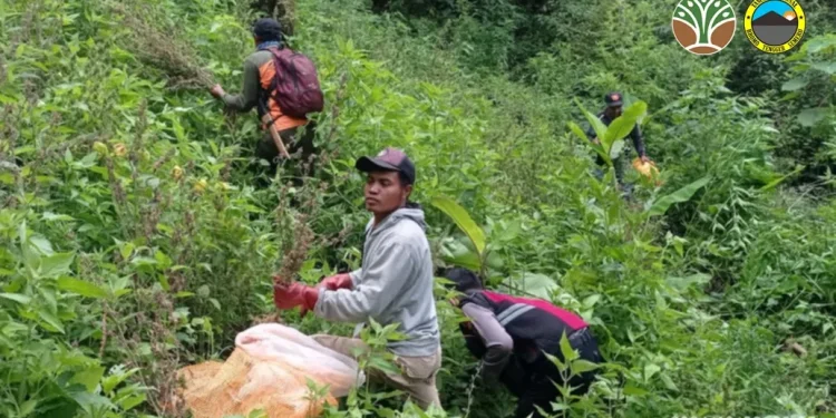 Lokasi penemuan ladang ganja di sekitar Gunung Semeru. (Foto/dok. TNBTS)