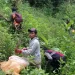 Lokasi penemuan ladang ganja di sekitar Gunung Semeru. (Foto/dok. TNBTS)
