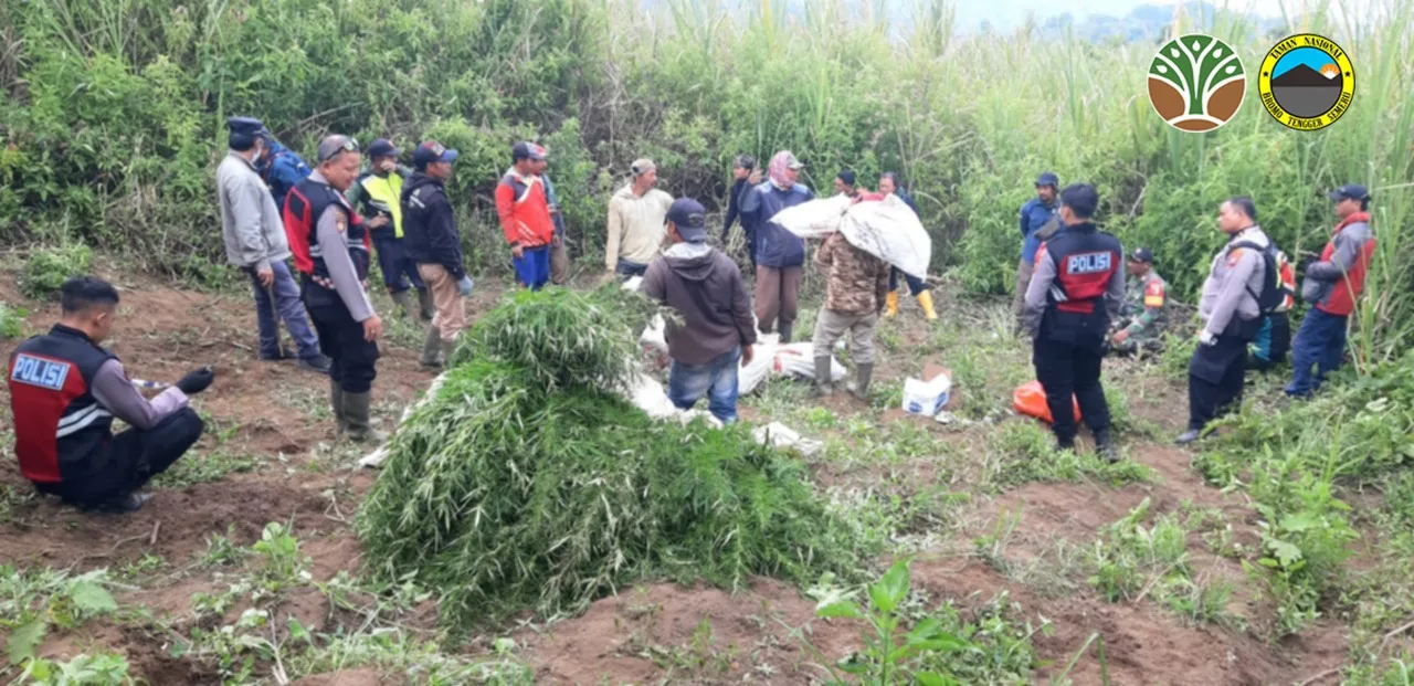 Lokasi penemuan ladang ganja di sekitar Gunung Semeru. (Foto/dok. TNBTS)